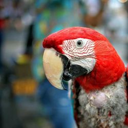 Close-up of bird