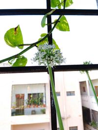 Low angle view of flowering plant on building