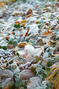 Full frame shot of leaves