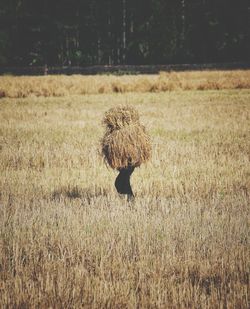 Person carrying hay stacks while walking on field