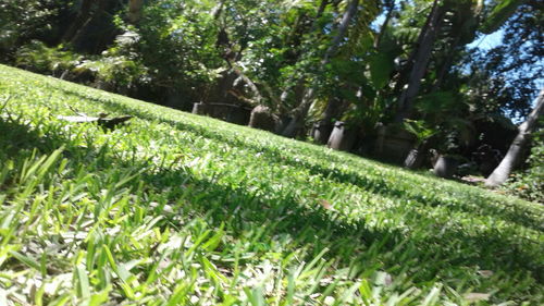 Trees growing on field