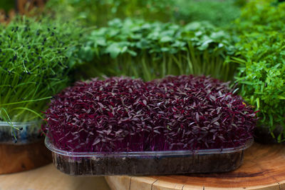 Close-up of strawberries