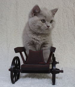 Portrait of cat sitting on chair