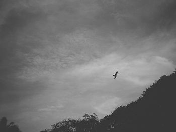 Low angle view of bird flying in sky