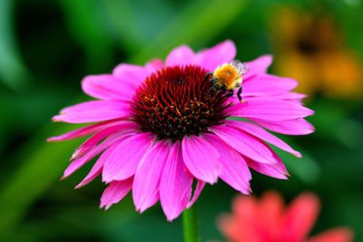 Close-up of honey bee pollinating on pink flower