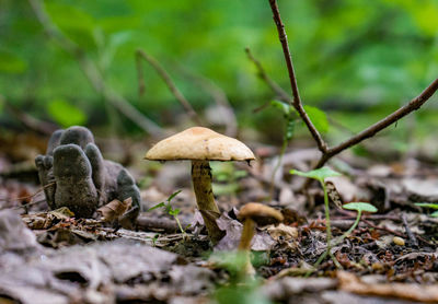Close-up of mushroom growing on field