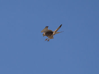 Low angle view of eagle flying against clear blue sky