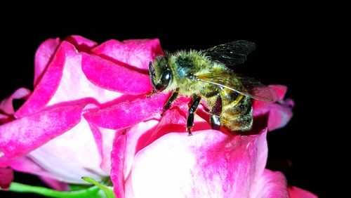 Close-up of insect on flower