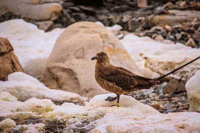 Close-up of seagull perching on rock