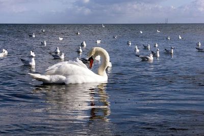 Swans and ducks swimming in lake against sky