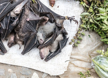 High angle view of dead bats on tarpaulin