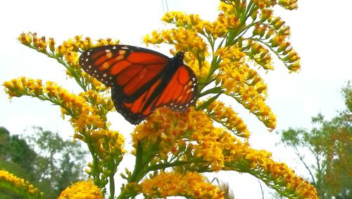 Close-up of butterfly perching on flower