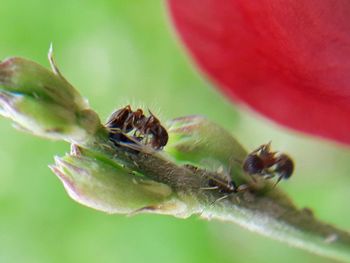 Close-up of bee on flower