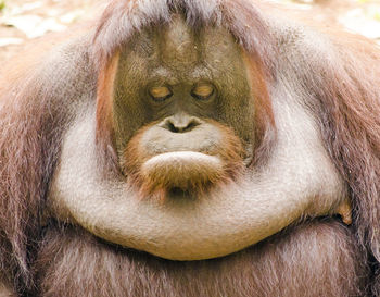 Close-up of orangutan