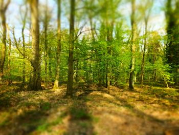 Trees in forest