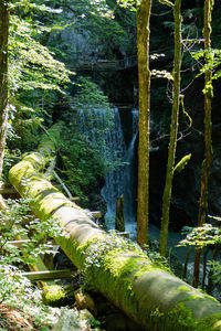 Moss growing on rocks by trees