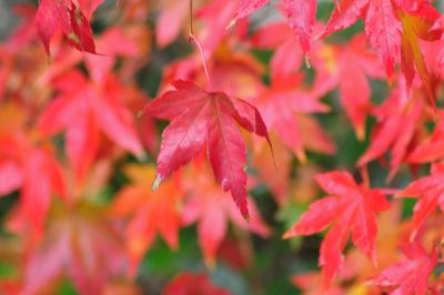 Close-up of red maple leaves