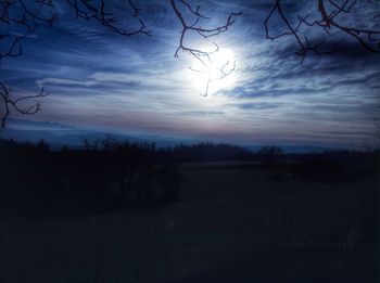 Silhouette of bare trees at sunset