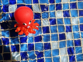 High angle view of red swimming in pool