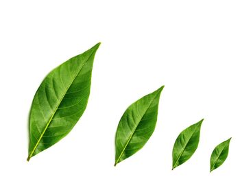 Close-up of green leaves against white background