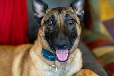 Close-up portrait of dog relaxing on sofa at home