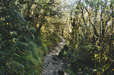 Scenic view of forest