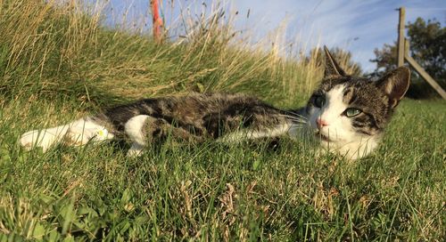 Portrait of cat relaxing on field