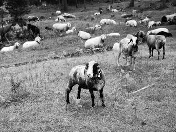 Herd of sheep with particular view on a piepalded one