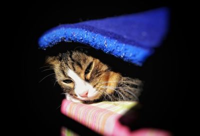 Close-up of cat looking away