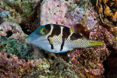 High angle view of fish swimming in sea