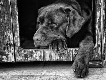 Close-up of a dog looking away