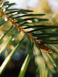 Close-up of fresh green plant in water
