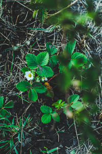 High angle view of flowering plants on field