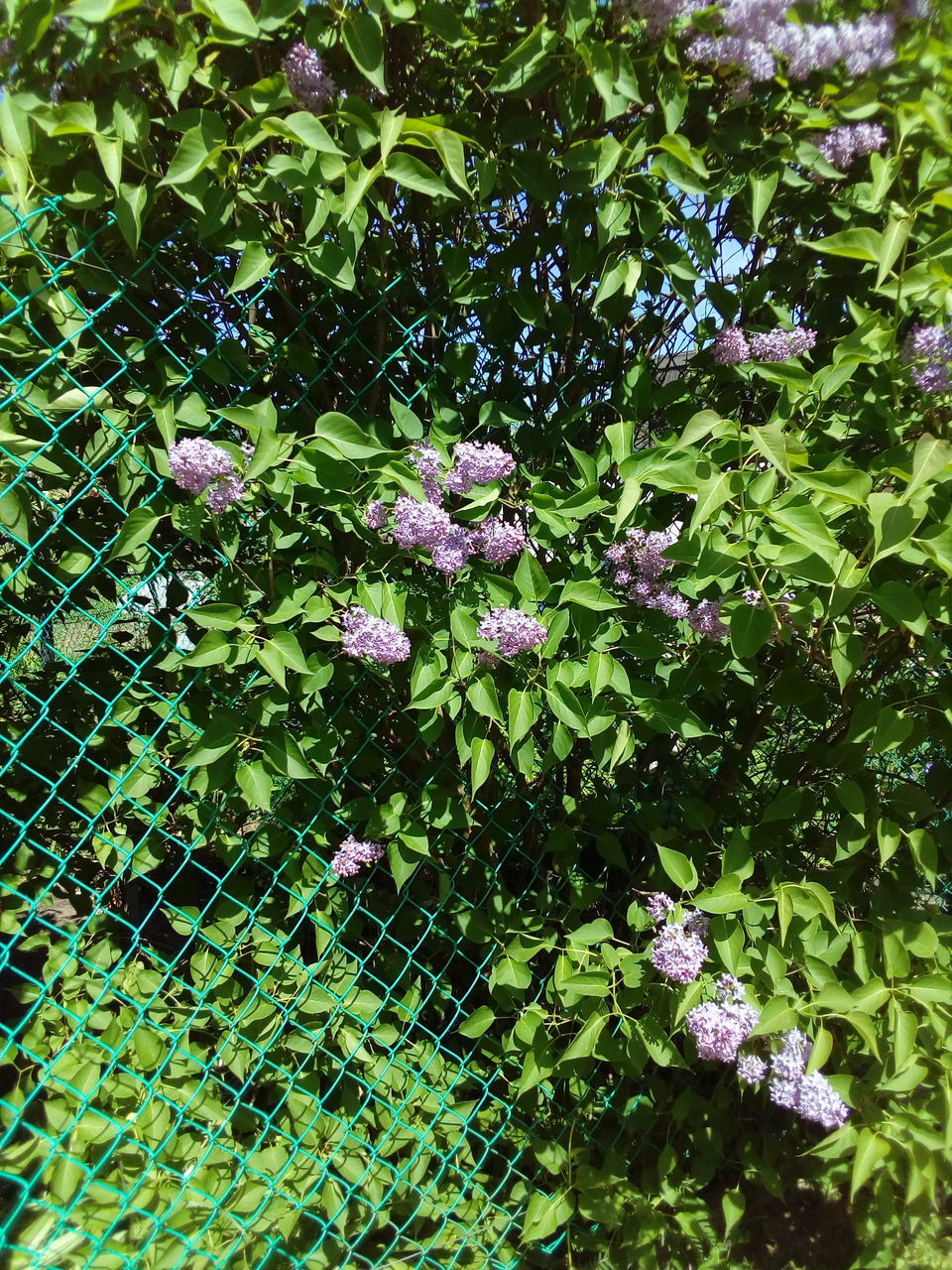 growth, nature, flower, green color, purple, day, outdoors, plant, beauty in nature, no people, freshness, fragility, close-up, flower head