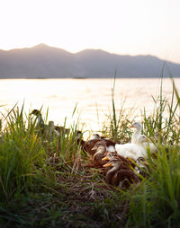 View of sheep on field by lake against sky