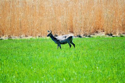 Animal grazing on grassy field