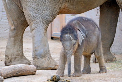 View of elephant in zoo