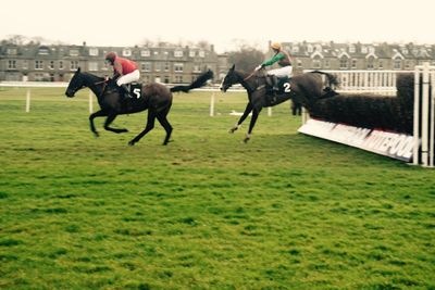 Horse grazing on grassy field