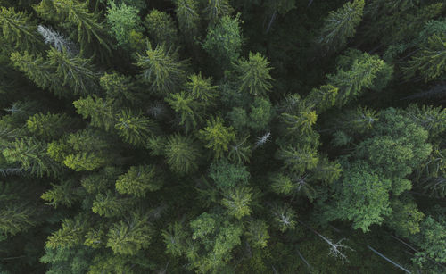 Forest area. aerial view. coniferous and deciduous trees. full frame. top view. lungs of the planet