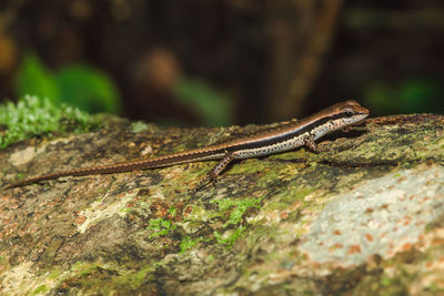 Close-up of lizard on rock