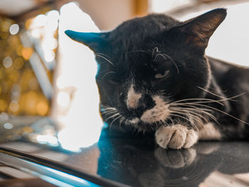 Close-up of a cat