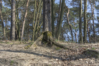 Trees in forest