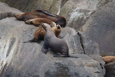 High angle view of sea lion on rock