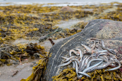 Close-up of fishes and seaweed on rock at beach