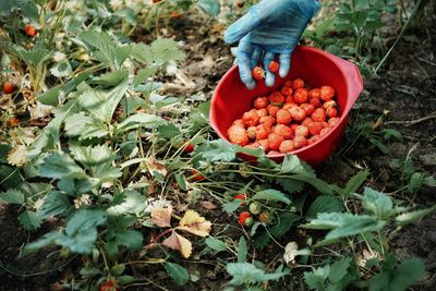 Cropped hand harvesting strawberries at farm