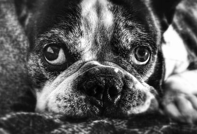 Close-up portrait of dog