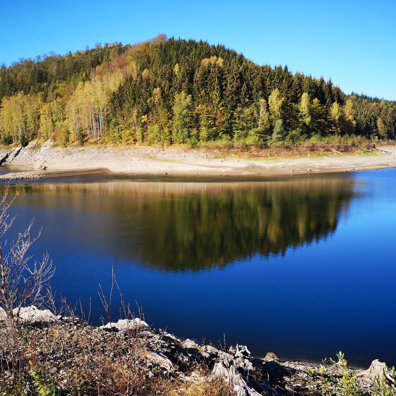 water, plant, beauty in nature, tree, tranquility, lake, tranquil scene, scenics - nature, reflection, sky, no people, blue, nature, day, non-urban scene, forest, land, idyllic, growth, outdoors