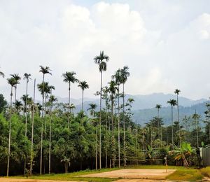 Scenic view of palm trees on land against sky