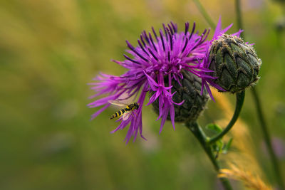 High angle view of honey bee pollinating on thistle flower