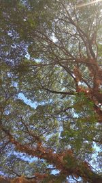 Low angle view of trees against sky